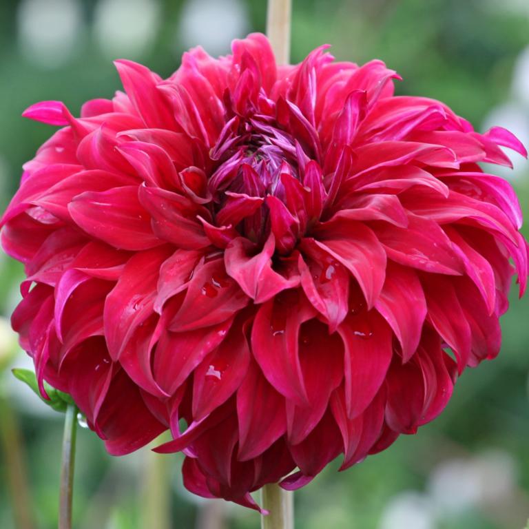 Dahlia 'Spartacus'