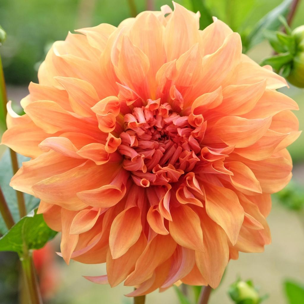 Dahlia 'Great Hercules'
