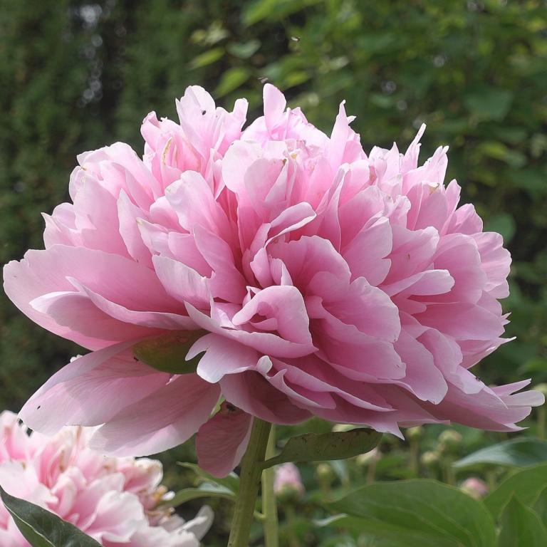 Anemone 'Peony Red-White'