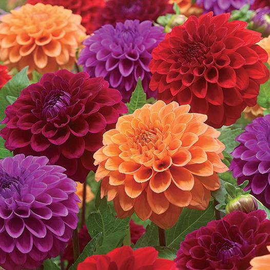 Dahlia 'Ballroom Dance'