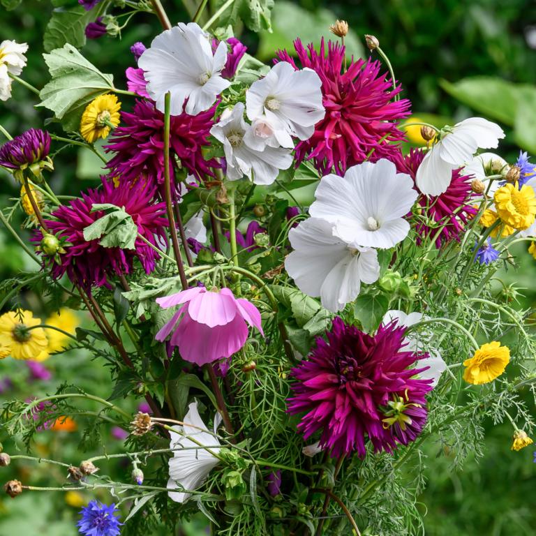 Purple Dahlia Box