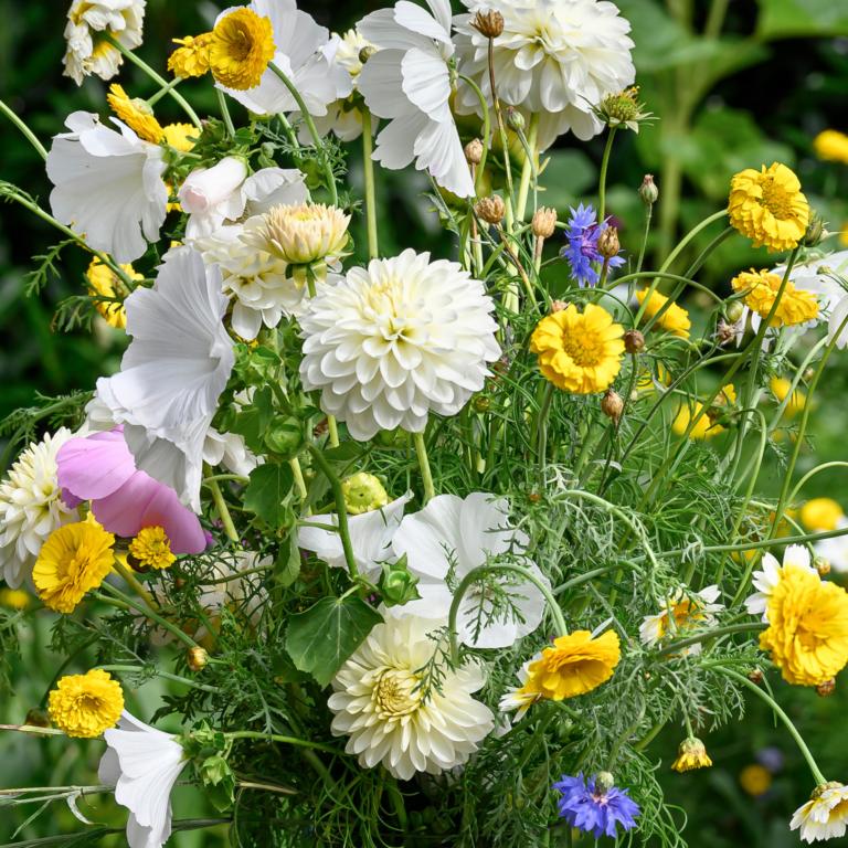 White Dahlia Box