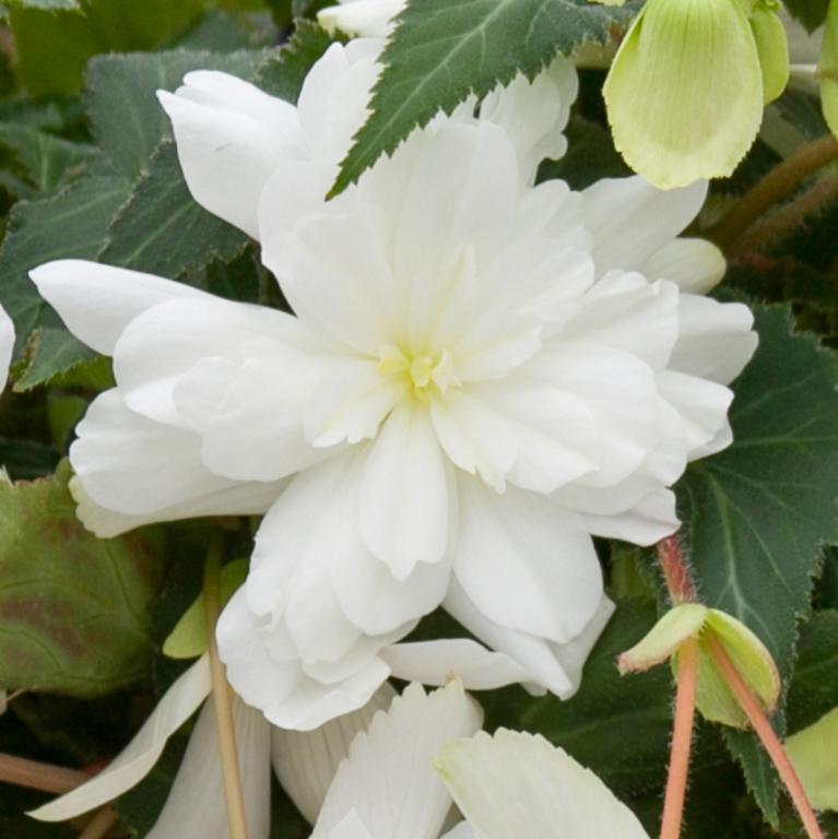 Begonia pendula white