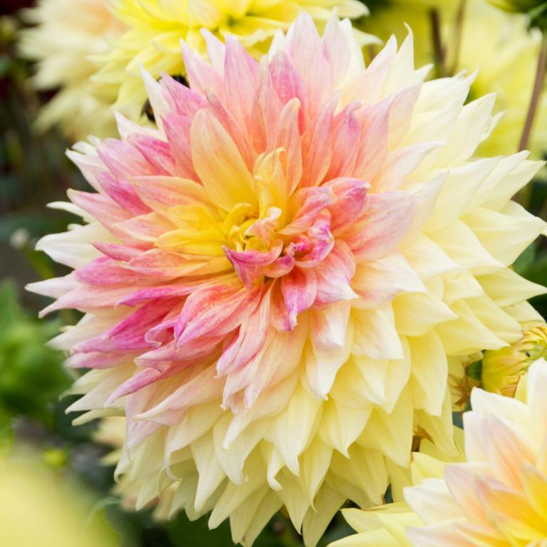 Dahlia 'Advance'