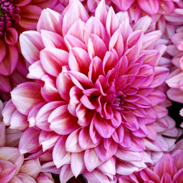 Dahlia 'Anne Marie'
