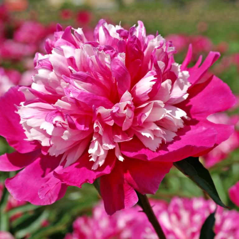 Paeonia lac. 'Celebrity'