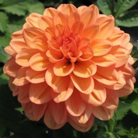 Dahlia 'Go-Go Peach'