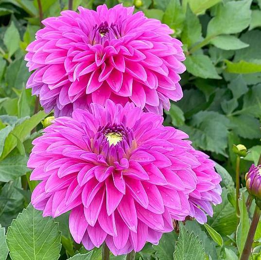 Dahlia 'Go-Go Pink'