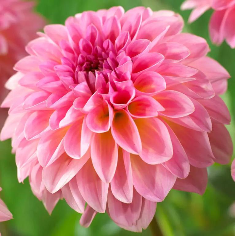 Dahlia 'Ilse'
