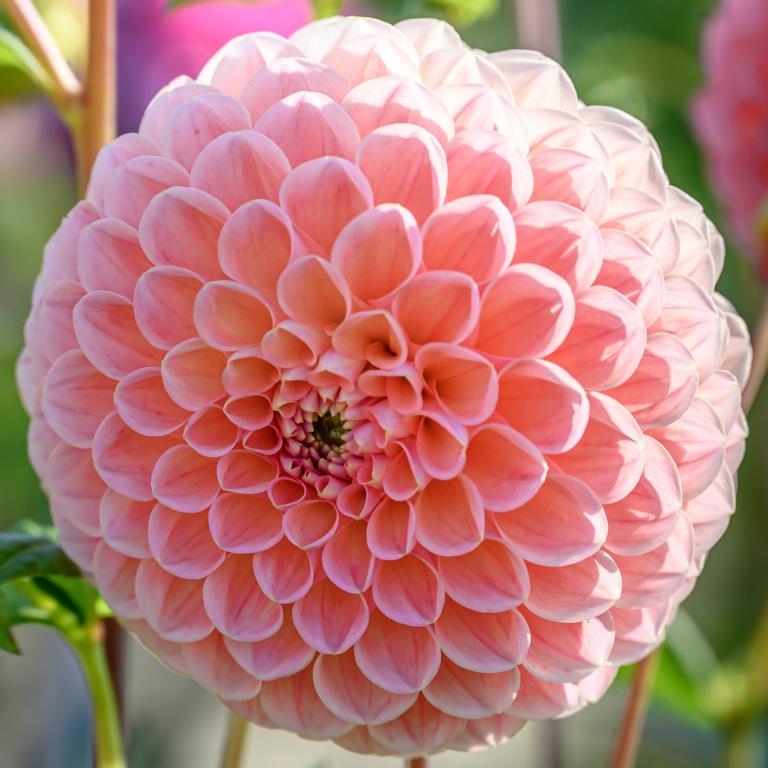 Dahlia 'Nathalie G'