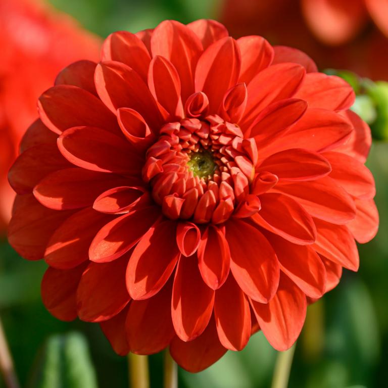 Dahlia 'Happy Halloween'