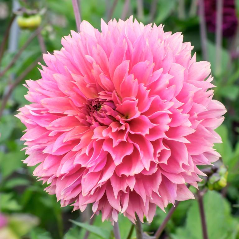 Dahlia 'Fubuki Sakura'