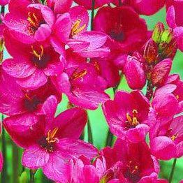 Ixia 'Rose Emperor'