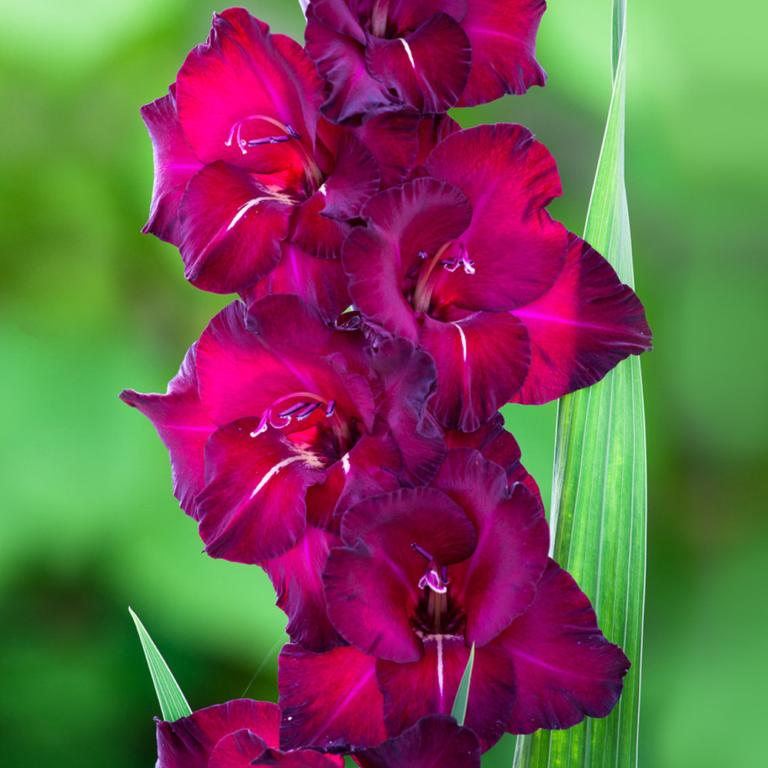 Gladiolus 'Belle De Nuit'