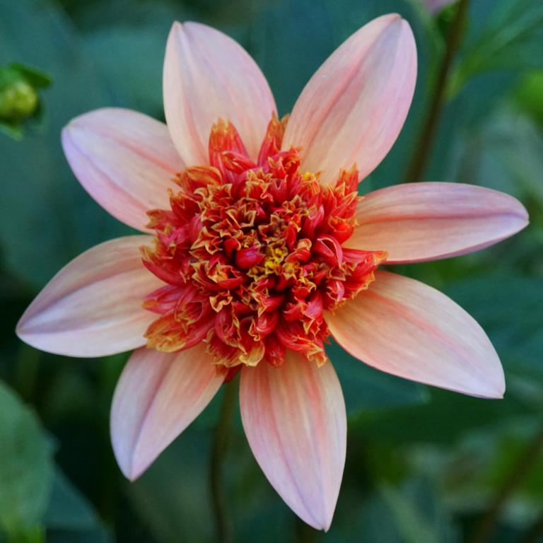 Dahlia 'Totally Tangerine'
