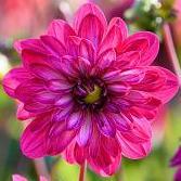 Dahlia 'Smiling Don'