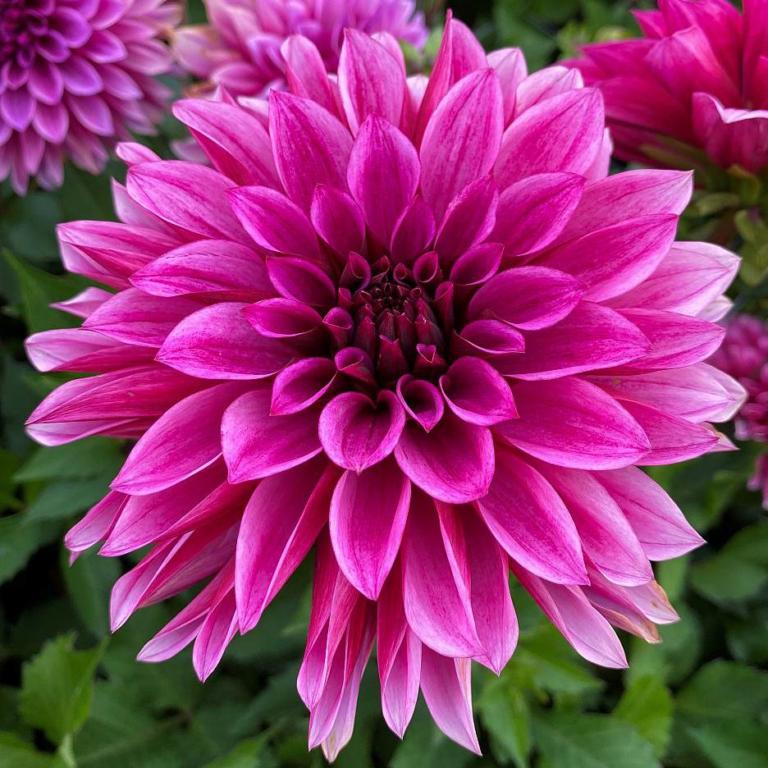 Dahlia 'Tanita'