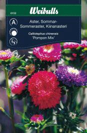 Asters, sommer, mix 'Pompon'