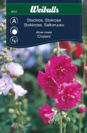 Stokrose 'Chaters'