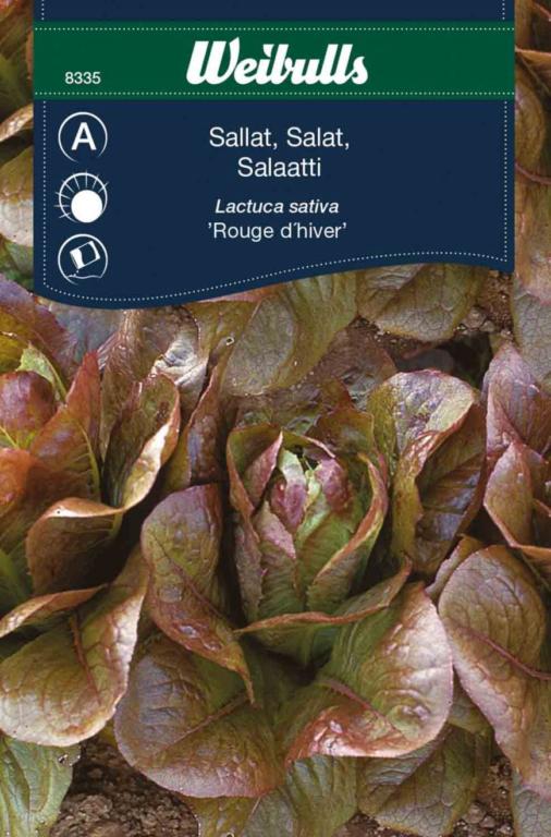 Salat 'Rouge d'hiver'