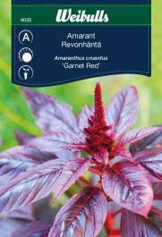Amarant 'Garnet Red'