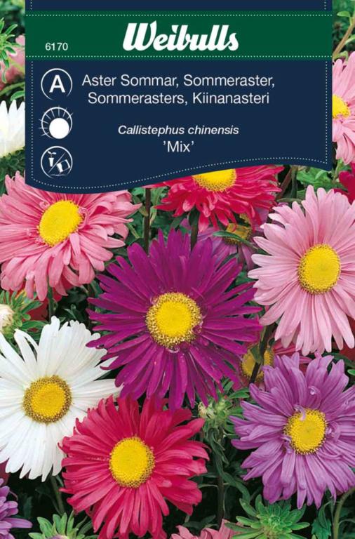 Asters, sommer, mix