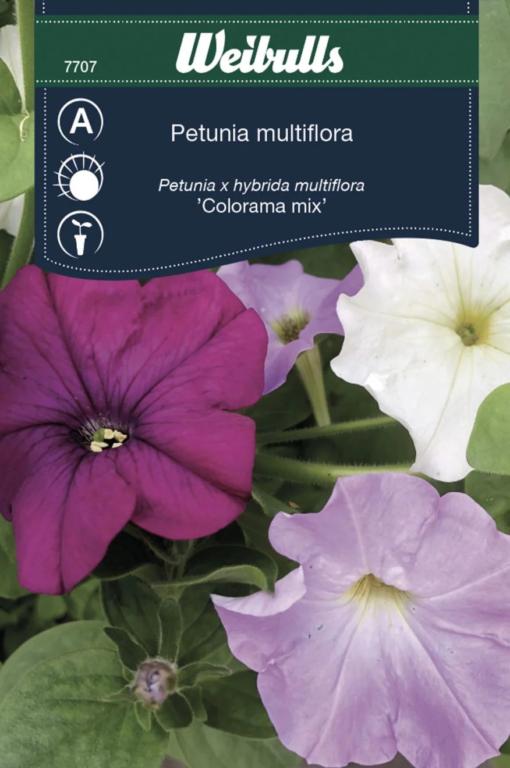 Petunia 'Colorama mix'
