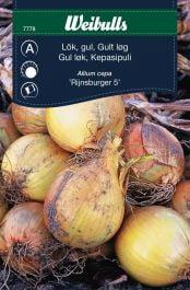 Løg, gule 'Rijnsburger 5'