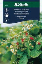 Jordbær Måneds 'Rügen'