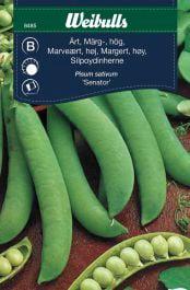 Ært, marv 'Senator'