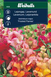 Løvemund 'Frosted flames'