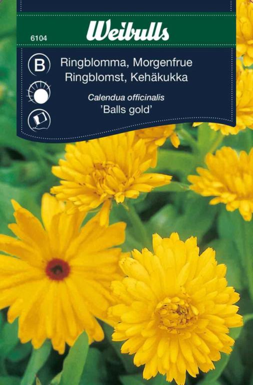 Morgenfrue 'Balls Gold'