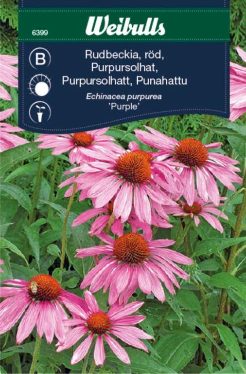 Solhat, Purpursolhat 'Purple'