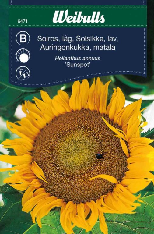 Solsikke, lav 'Sunspot'
