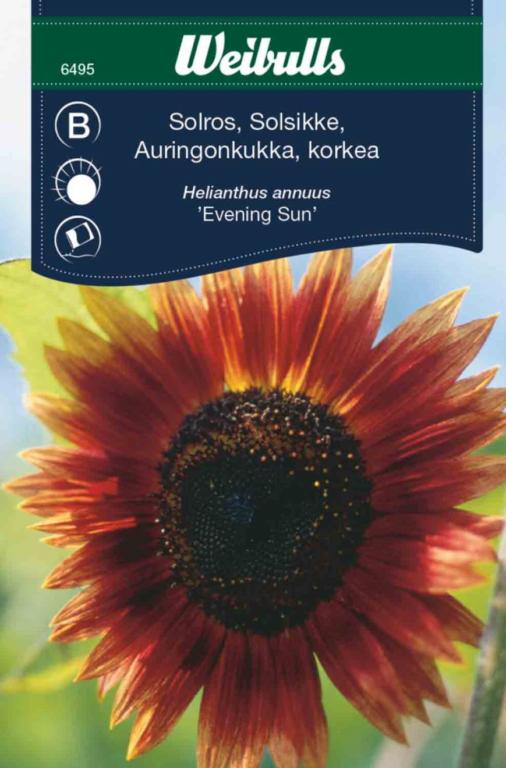 Solsikke 'Evening Sun'
