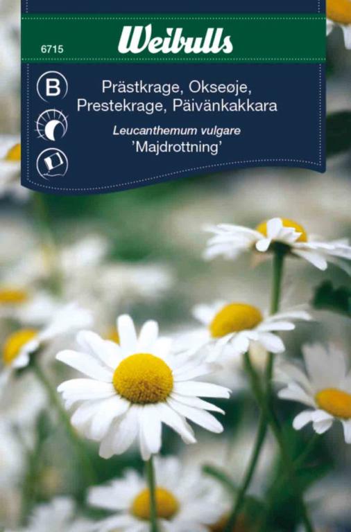 Okseøje ' Majdrottning'