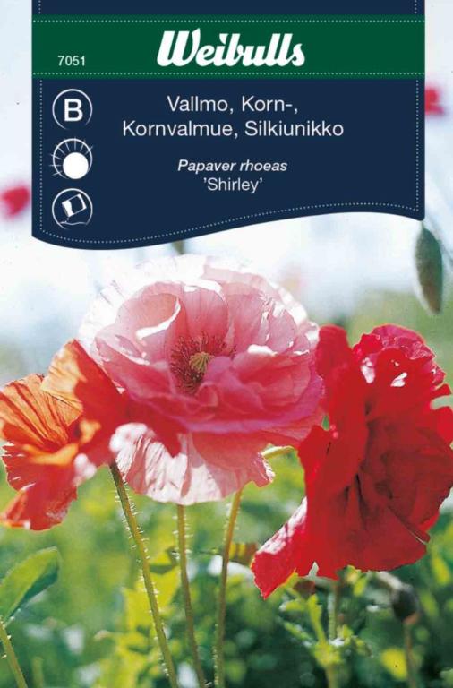 Valmue, korn 'Shirley'