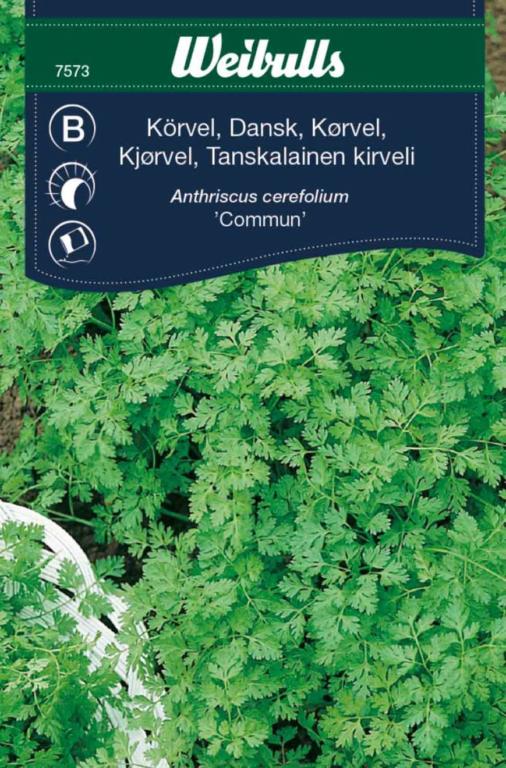 Kørvel 'Commun'