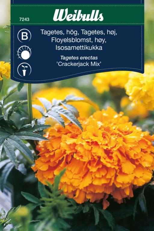 Tagetes, høj 'Crackerjack Mix'
