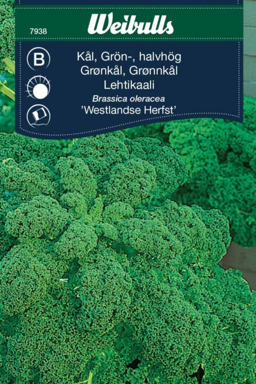 Kål, halvhøj Grønkål 'Westlandse Herfst'