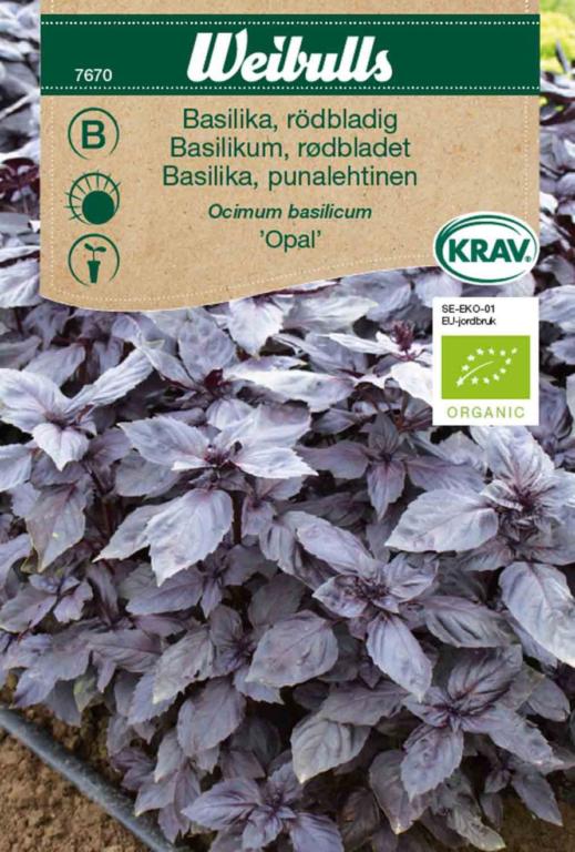 Basilikum, rød 'Opal' ØKO