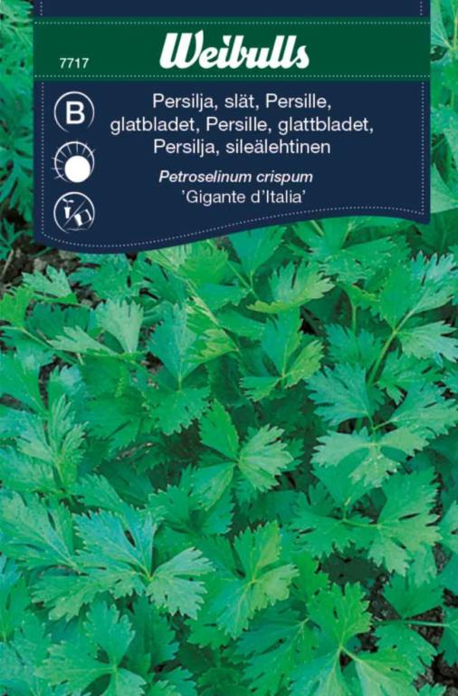 Persille bredbladet 'Gigante D'Italia'