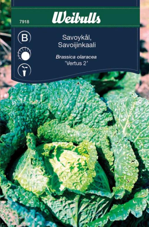 Kål, savoy 'Vertus 2'