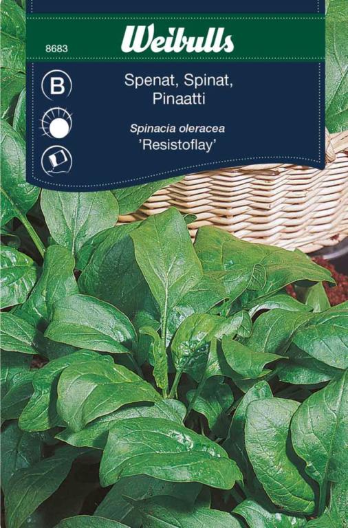 Spinat Fabris 'Resistoflay'