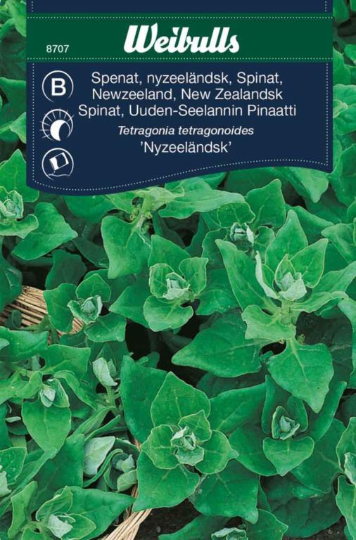 Spinat Newzeeland 'Nyzeeländsk'