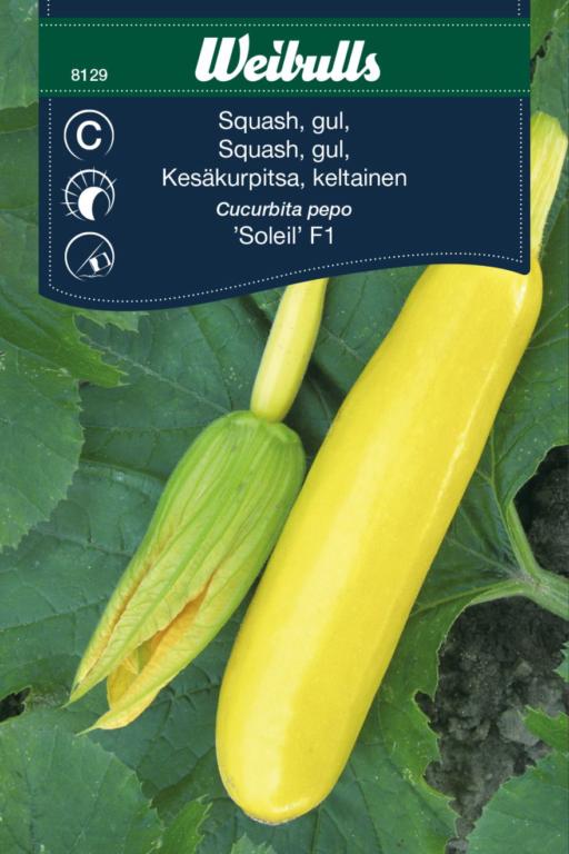 Squash 'Soleil' F1