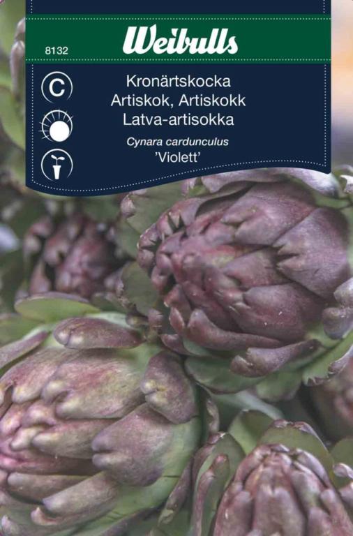 Artiskok 'Violett'