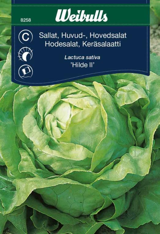Salat hoved 'Hilde II'