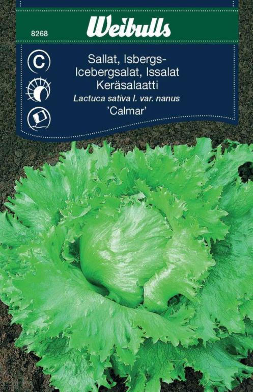 Salat Iceberg 'Calmar'