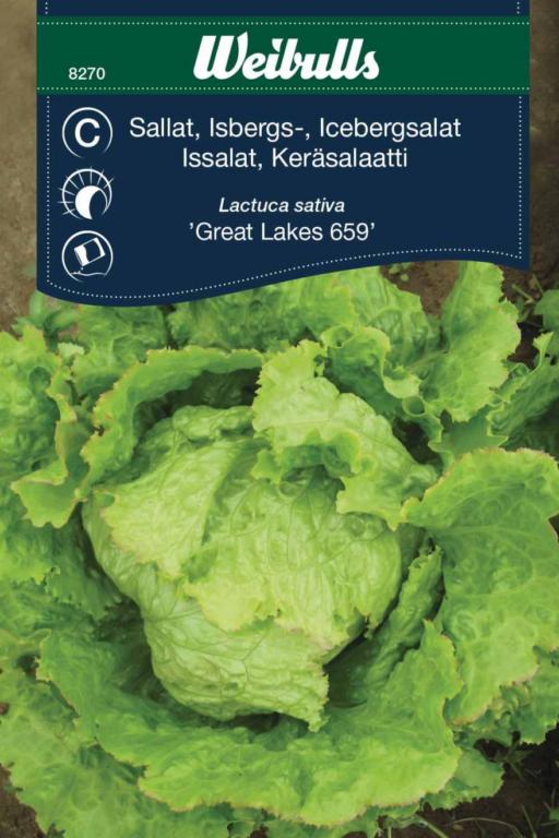 Salat Iceberg 'Great Lakes 659'